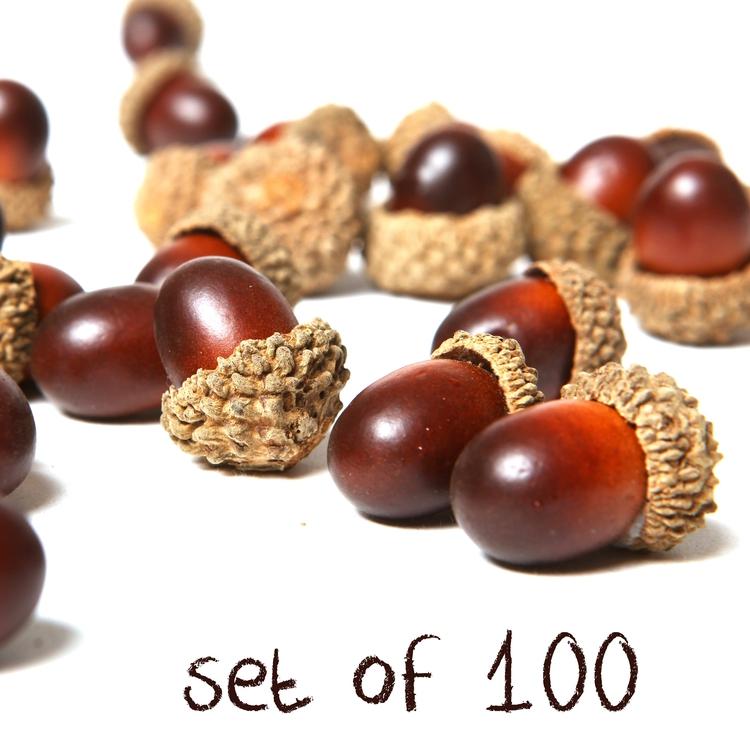 Assorted Artificial Acorn Caps, Autumn Vase Filler Decorations. 100 pieces