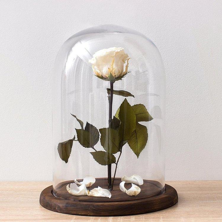 Clear Glass Cloche Bell Jar Display Case - Mygiftss
